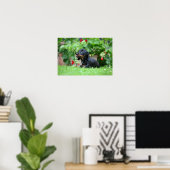 Miniatuur Dachshund 1 met gladde haren Poster (Thuiskantoor)