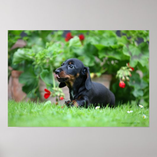 Miniatuur Dachshund 1 met gladde haren Poster (Voorkant)