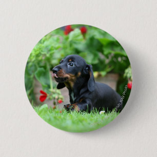Miniatuur Dachshund 1 met gladde haren Ronde Button 5,7 Cm