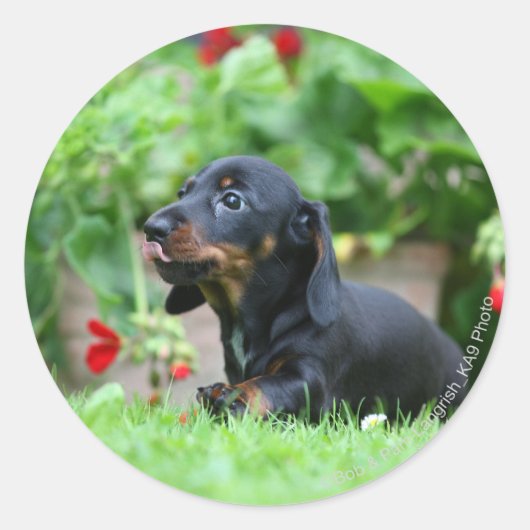 Miniatuur Dachshund 1 met gladde haren Ronde Sticker (Voorkant)
