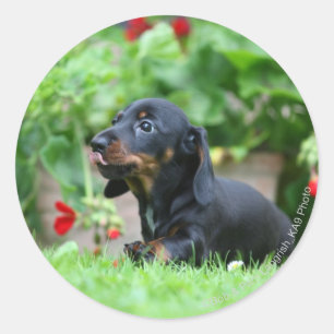 Miniatuur Dachshund 1 met gladde haren Ronde Sticker