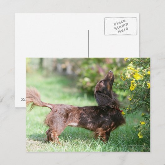 Miniatuur Dachshund 1 met lange vleugels Briefkaart (Voorkant / Achterkant)