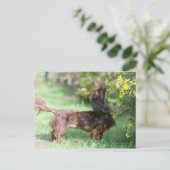 Miniatuur Dachshund 1 met lange vleugels Briefkaart (Staand voorkant)
