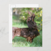 Miniatuur Dachshund 1 met lange vleugels Briefkaart (Voorkant / Achterkant)