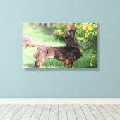 Miniatuur Dachshund 1 met lange vleugels Canvas Afdruk (Insitu (Houten vloer))