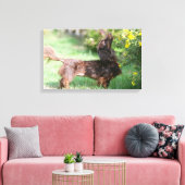 Miniatuur Dachshund 1 met lange vleugels Canvas Afdruk (Insitu (Woonkamer))