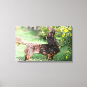 Miniatuur Dachshund 1 met lange vleugels Canvas Afdruk