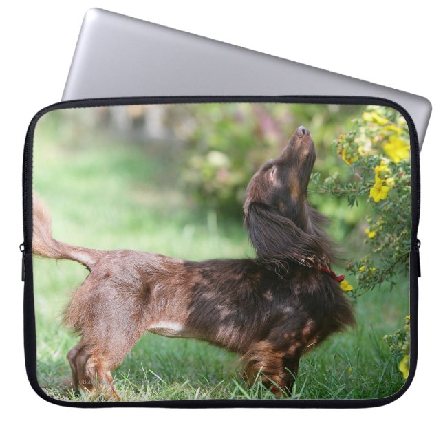 Miniatuur Dachshund 1 met lange vleugels Laptop Sleeve (Voorkant)
