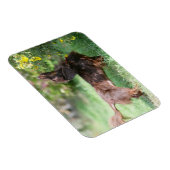 Miniatuur Dachshund 1 met lange vleugels Magneet (Rechterzijde)