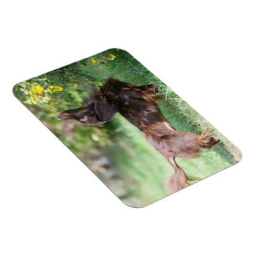 Miniatuur Dachshund 1 met lange vleugels Magneet (Rechterzijde)