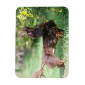 Miniatuur Dachshund 1 met lange vleugels Magneet (Verticaal)