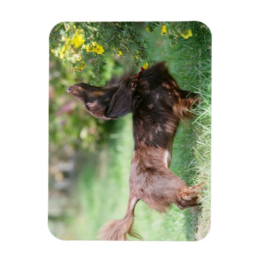Miniatuur Dachshund 1 met lange vleugels Magneet (Verticaal)