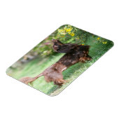 Miniatuur Dachshund 1 met lange vleugels Magneet (Linkerzijde)