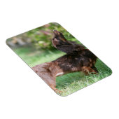 Miniatuur Dachshund 1 met lange vleugels Magneet (Rechterzijde)