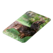 Miniatuur Dachshund 1 met lange vleugels Magneet (Linkerzijde)