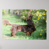 Miniatuur Dachshund 1 met lange vleugels Poster (Voorkant)