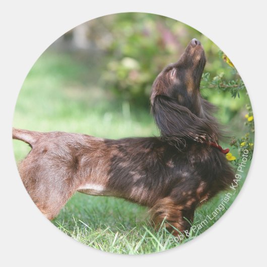 Miniatuur Dachshund 1 met lange vleugels Ronde Sticker (Voorkant)