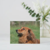 Miniatuur Dachshund 2 met lange vleugels Briefkaart (Staand voorkant)