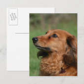 Miniatuur Dachshund 2 met lange vleugels Briefkaart (Voorkant / Achterkant)
