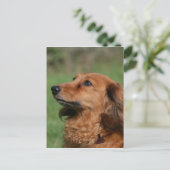 Miniatuur Dachshund 2 met lange vleugels Briefkaart (Staand voorkant)
