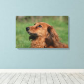 Miniatuur Dachshund 2 met lange vleugels Canvas Afdruk (Insitu (Houten vloer))