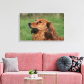 Miniatuur Dachshund 2 met lange vleugels Canvas Afdruk (Insitu (Woonkamer))