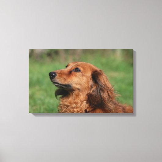 Miniatuur Dachshund 2 met lange vleugels Canvas Afdruk (Voorkant)
