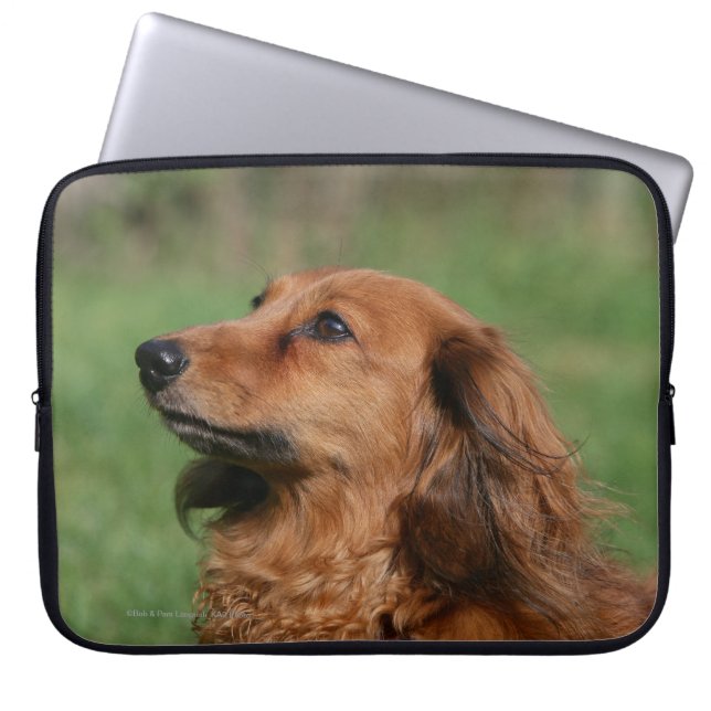 Miniatuur Dachshund 2 met lange vleugels Laptop Sleeve (Voorkant)