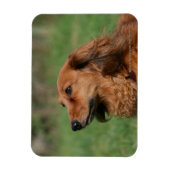 Miniatuur Dachshund 2 met lange vleugels Magneet (Verticaal)