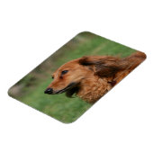 Miniatuur Dachshund 2 met lange vleugels Magneet (Linkerzijde)