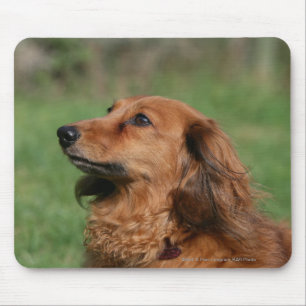 Miniatuur Dachshund 2 met lange vleugels Muismat