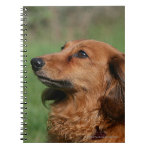 Miniatuur Dachshund 2 met lange vleugels Notitieboek