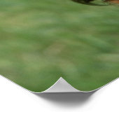 Miniatuur Dachshund 2 met lange vleugels Poster (Hoek)