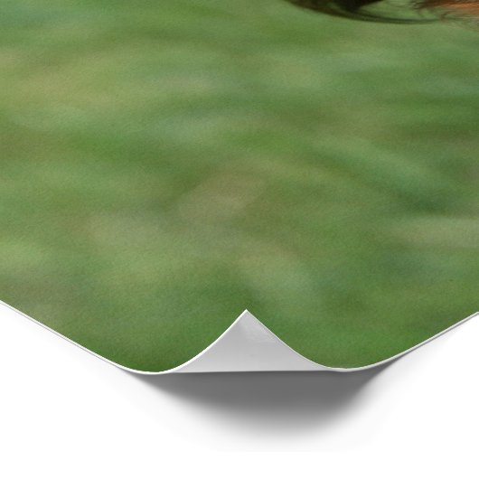 Miniatuur Dachshund 2 met lange vleugels Poster (Hoek)