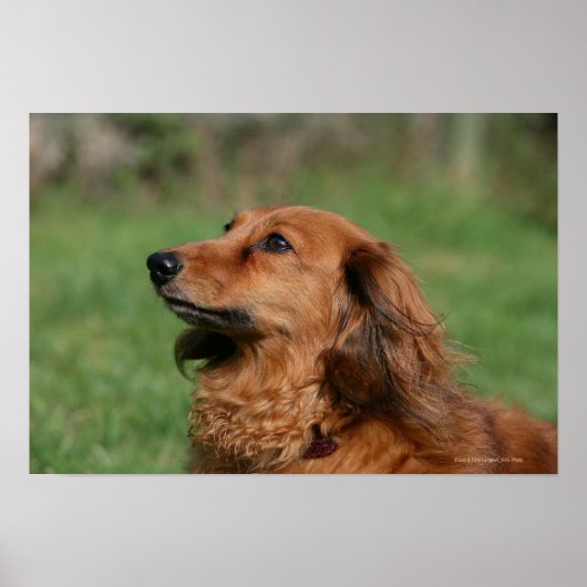 Miniatuur Dachshund 2 met lange vleugels Poster (Voorkant)