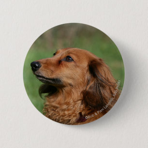 Miniatuur Dachshund 2 met lange vleugels Ronde Button 5,7 Cm