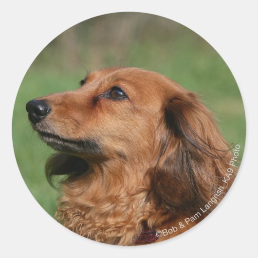 Miniatuur Dachshund 2 met lange vleugels Ronde Sticker (Voorkant)