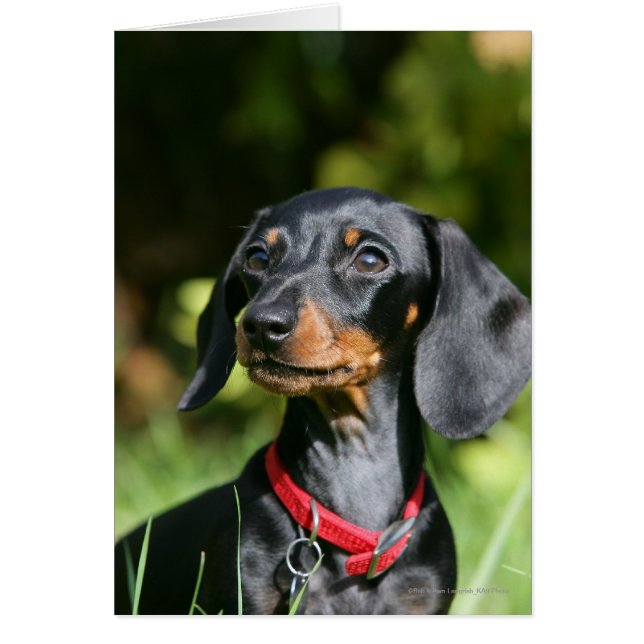 Miniatuur Dachshund 3 met gladde haren (Voorkant)