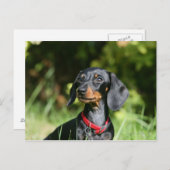 Miniatuur Dachshund 3 met gladde haren Briefkaart (Voorkant / Achterkant)