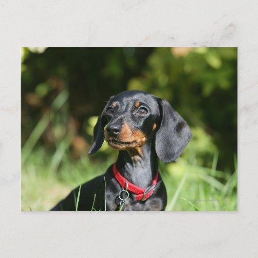 Miniatuur Dachshund 3 met gladde haren Briefkaart (Voorkant)
