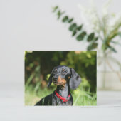 Miniatuur Dachshund 3 met gladde haren Briefkaart (Staand voorkant)