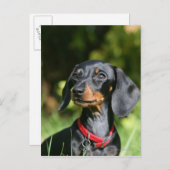 Miniatuur Dachshund 3 met gladde haren Briefkaart (Voorkant / Achterkant)