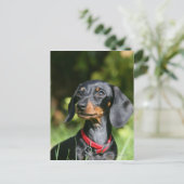 Miniatuur Dachshund 3 met gladde haren Briefkaart (Staand voorkant)