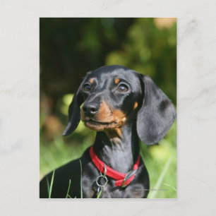 Miniatuur Dachshund 3 met gladde haren Briefkaart