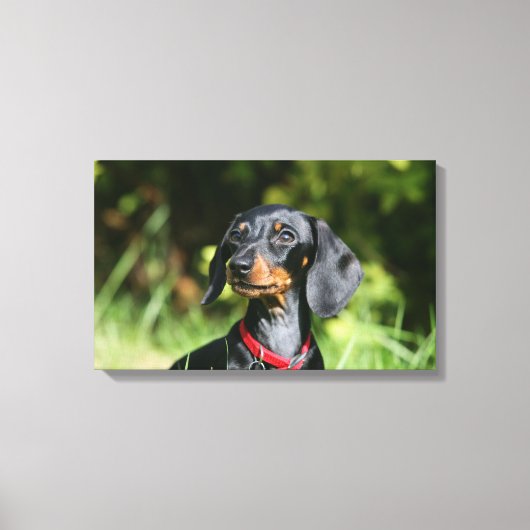 Miniatuur Dachshund 3 met gladde haren Canvas Afdruk (Voorkant)