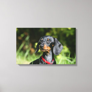 Miniatuur Dachshund 3 met gladde haren Canvas Afdruk