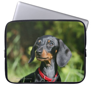 Miniatuur Dachshund 3 met gladde haren Laptop Sleeve