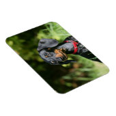 Miniatuur Dachshund 3 met gladde haren Magneet (Rechterzijde)