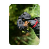 Miniatuur Dachshund 3 met gladde haren Magneet (Verticaal)