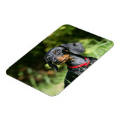 Miniatuur Dachshund 3 met gladde haren Magneet (Linkerzijde)